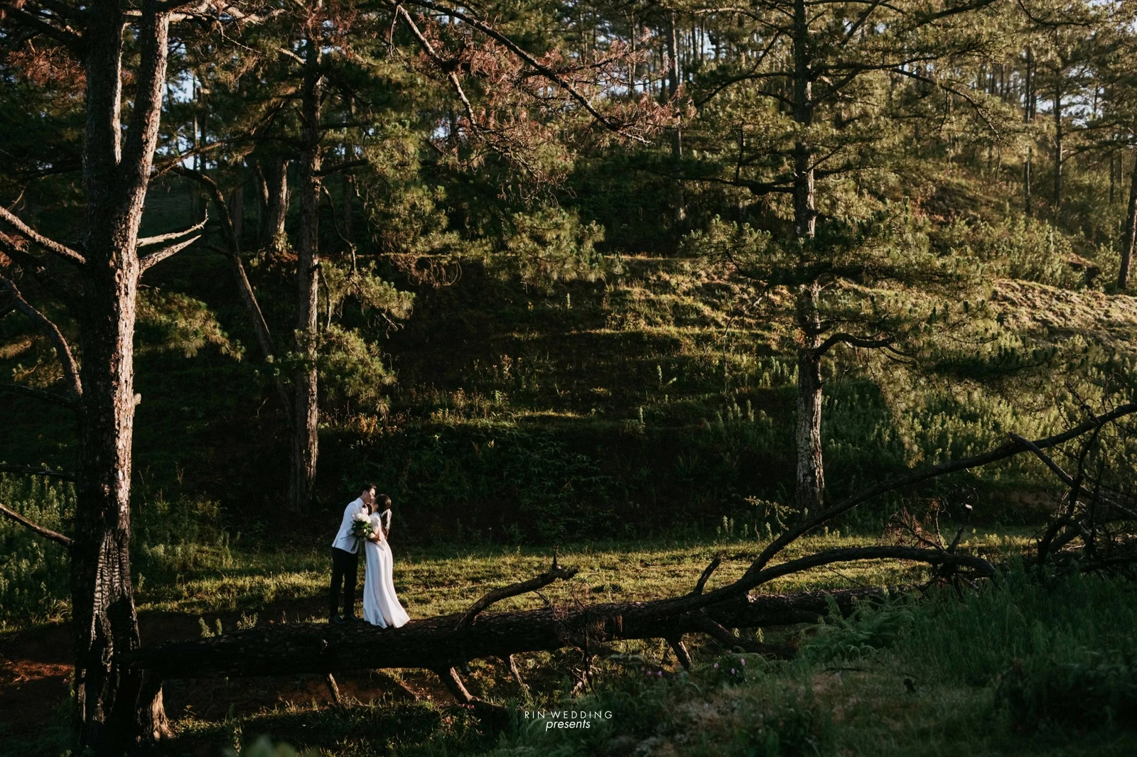 The bride among pine trees beside a fallen trunk at Đồi Thông Da Lat